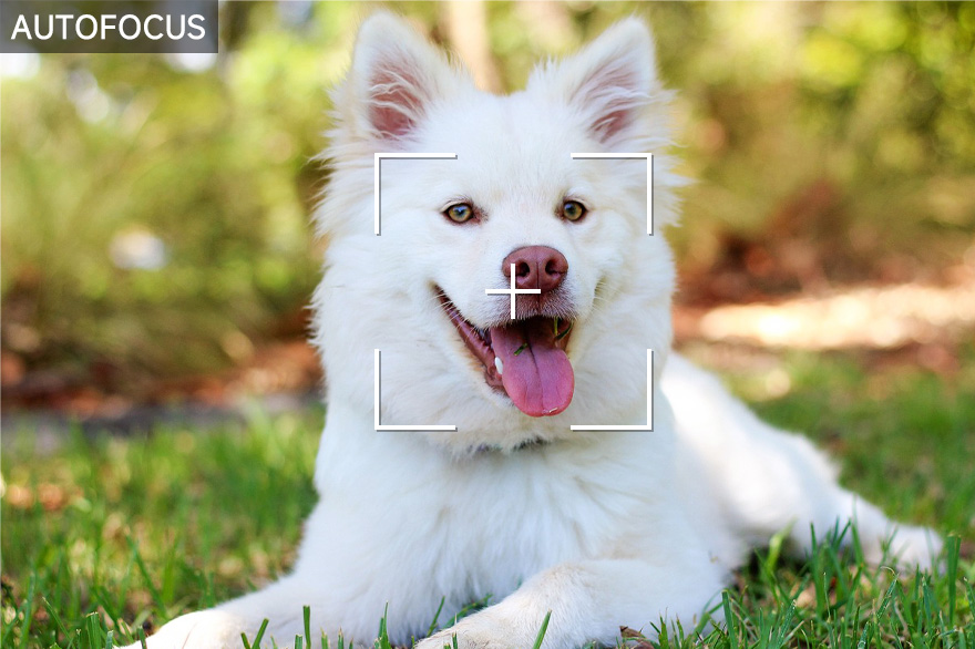 树莓派自动对焦摄像头灵活自动对焦