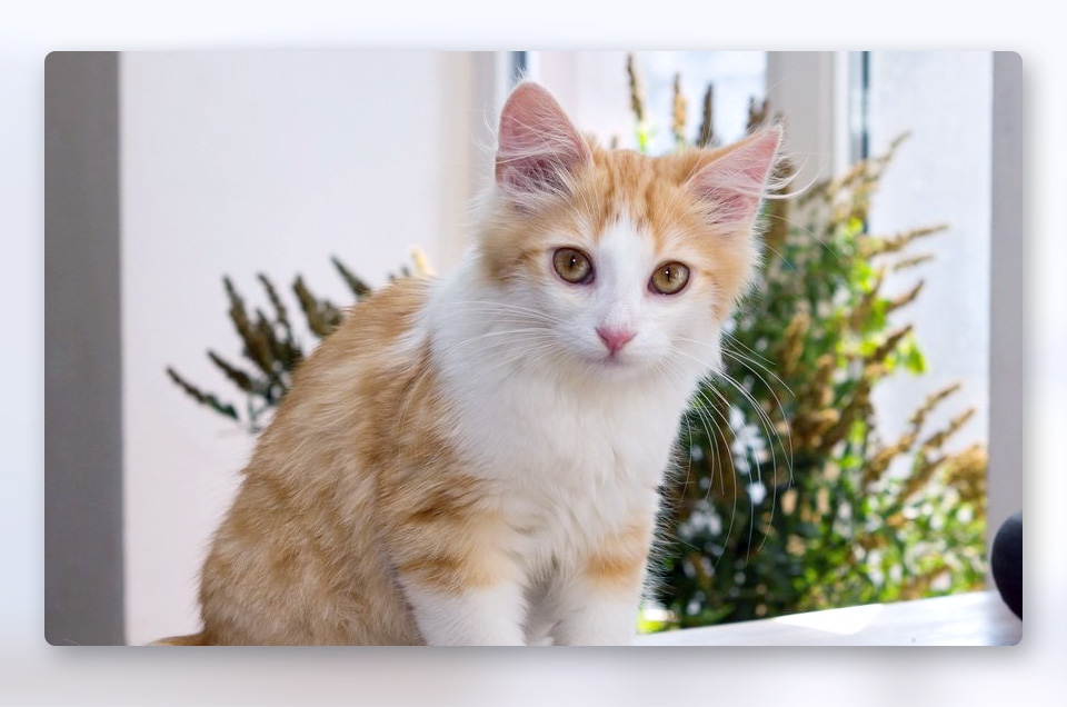 树莓派 CM4 双目视觉扩展双目摄像头底板丰富接口